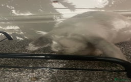 Mini Lop rabbits for sale: Thumper the Rabbit  - Advert 2