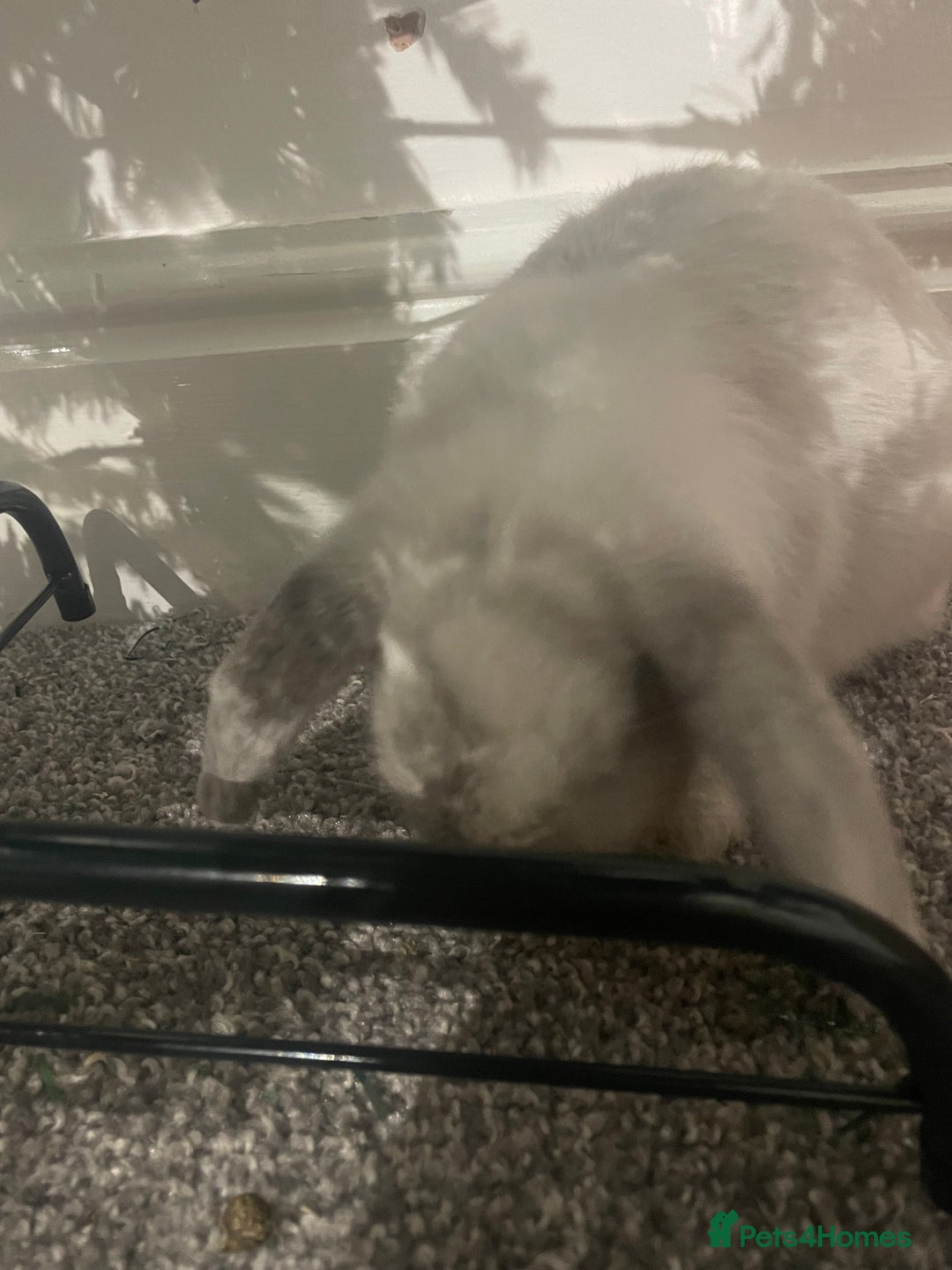 Mini Lop rabbits for sale: Thumper the Rabbit  - Advert 2