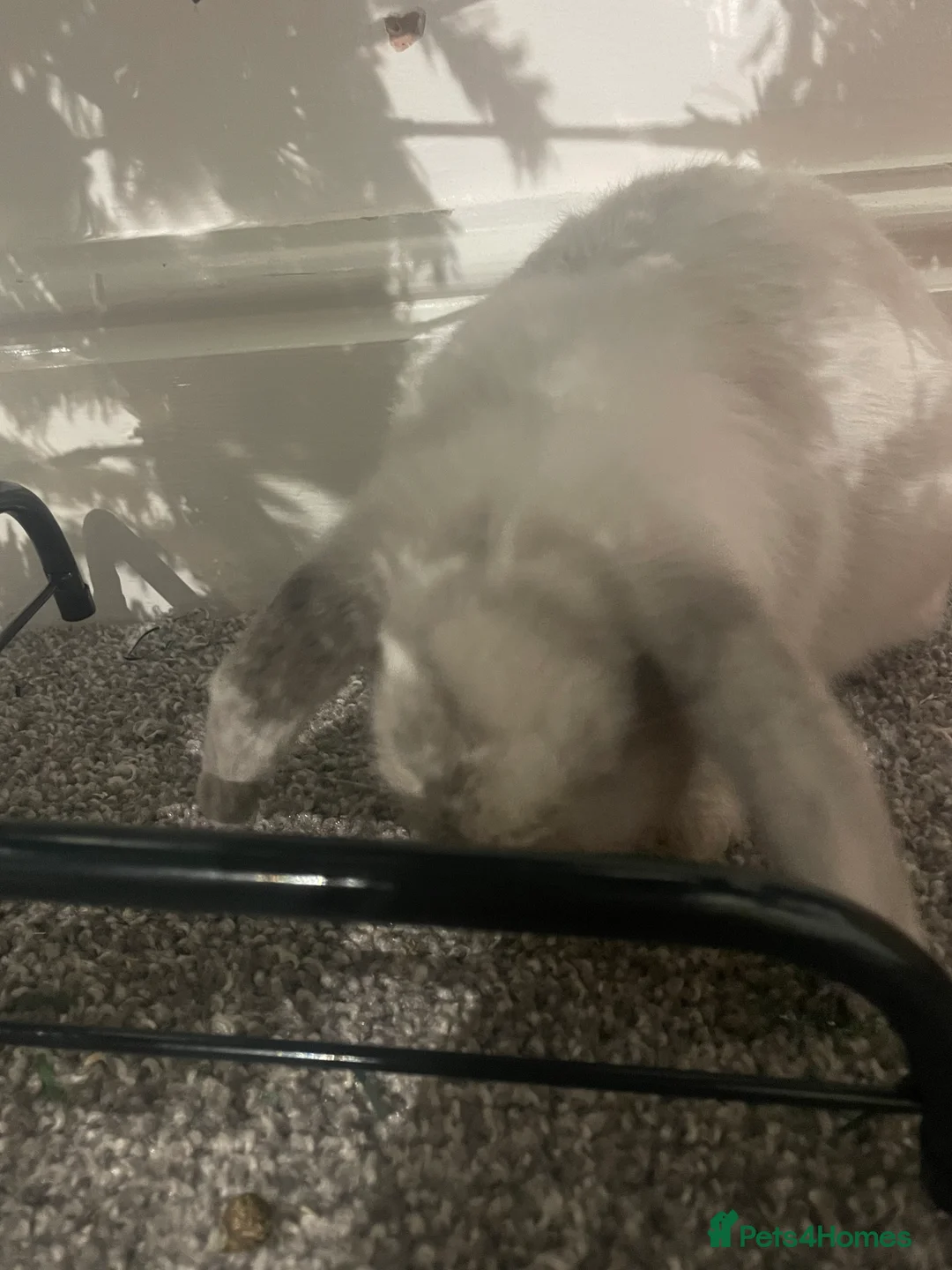 Mini Lop rabbits for sale: Thumper the Rabbit  in Mexborough - Advert 5