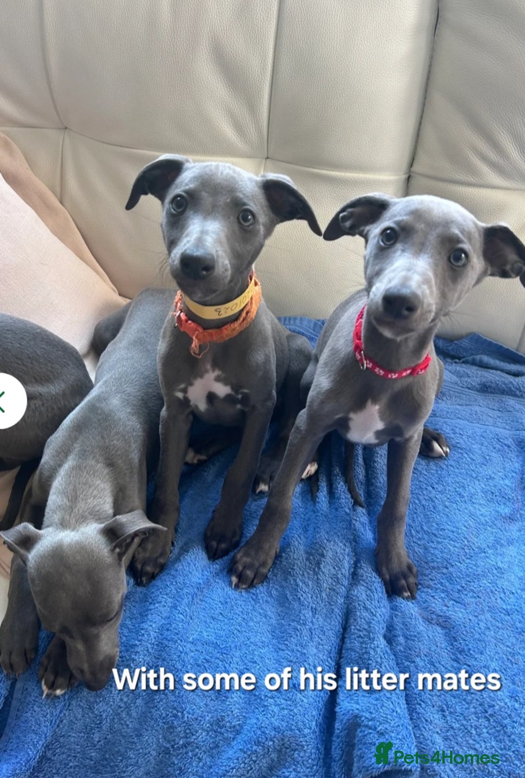 Whippet dogs for sale: Beautiful Male Whippet Puppy - Image 22
