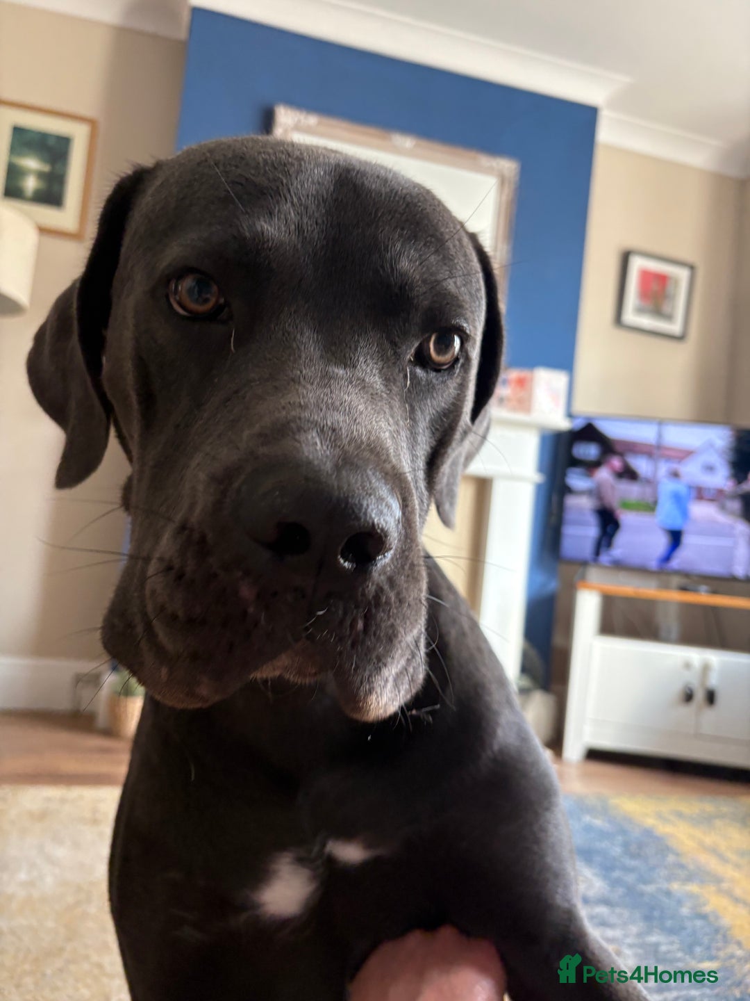Cane Corso dogs for sale: Bosco - Image 2