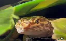 Leopard Gecko reptiles for sale: 3 leopard geckos for sale  - Image 1