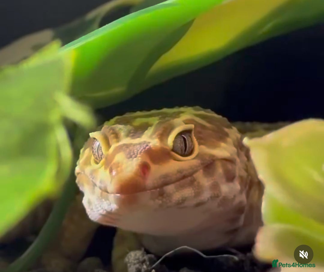 Leopard Gecko reptiles for sale: 3 leopard geckos for sale  - Image 1