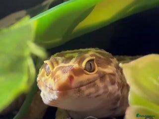 Leopard Gecko reptiles - Advert 2
