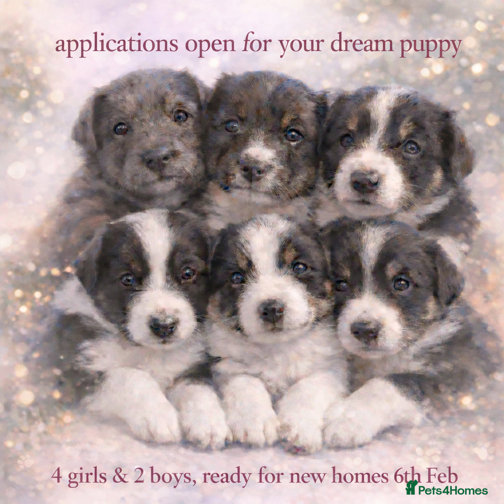 Border Collie dogs 6 quality healthy Border Collie, ready in Feb 26  - Advert 5