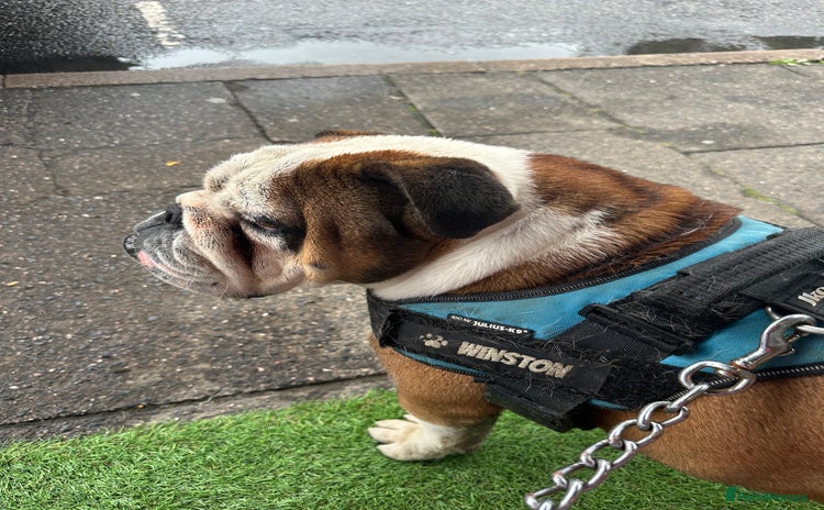 English Bulldog dogs - Advert 2