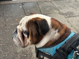 English Bulldog dogs - Advert 22