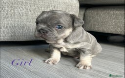 French Bulldog dogs for sale: Frenchie pups KC Registered  - Image 28