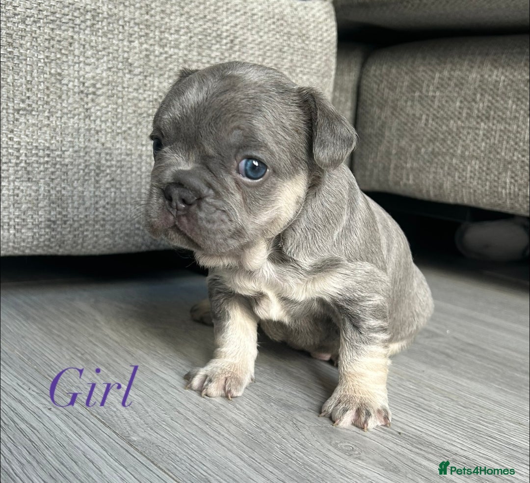 French Bulldog dogs for sale: Frenchie pups KC Registered  - Image 28