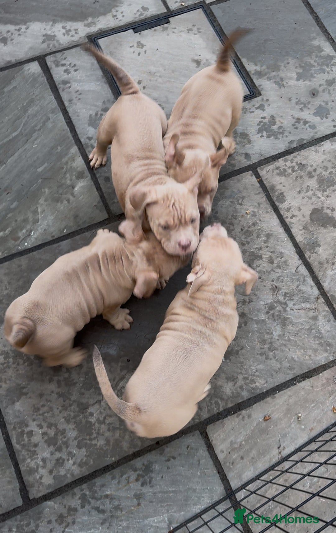 American Bully dogs for sale: Micro American bully puppies  - Advert 2