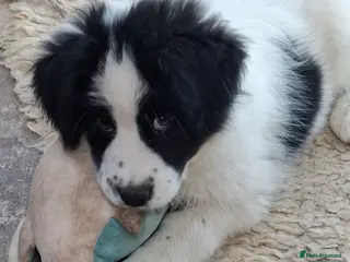 Samoyed dogs Samoyed x Border Collie Hybrid pups - Advert 2