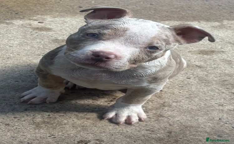 American Bully dogs - Advert 14