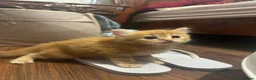 Mixed Breed cats for sale: 9 beautiful kittens in London - Advert 4
