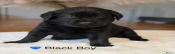 Labrador Retriever dogs for sale: Exceptionally health tested Kc reg Labrador pups - Advert 22