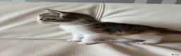 Mixed Breed cats for sale: 4 beautiful kittens  - Advert 10