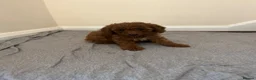 Miniature Poodle dogs for sale: Miniature poodle puppies  - Advert 5