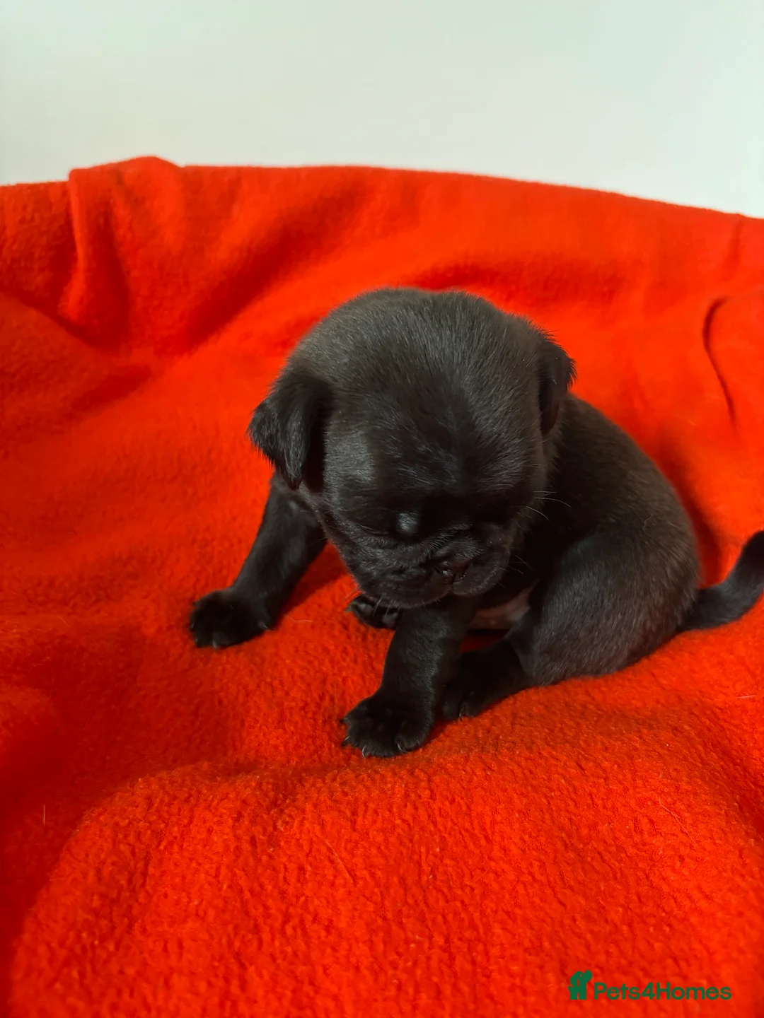 Pug dogs for sale: Kc registered Pug puppies - Advert 2