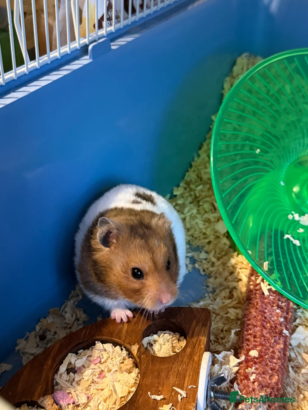 Hamster rodents for sale: 2 syrian hamsters 1 male 1 female - Advert 3