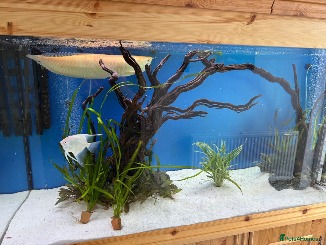 Cichlids fish for sale: Albino Arowana - Image 7