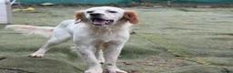 English Setter dogs for adoption: Torre - Advert 4