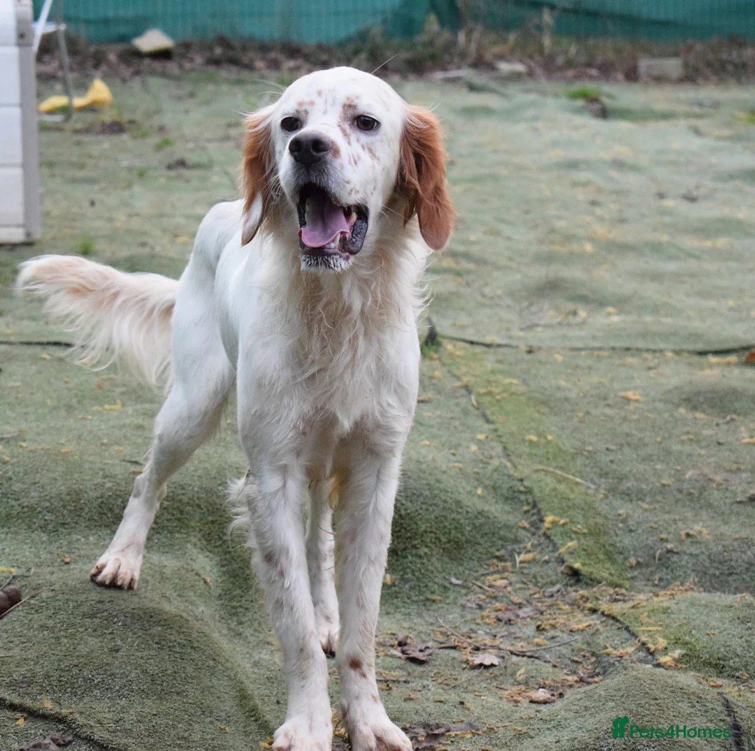 English Setter dogs for adoption: Torre - Advert 4