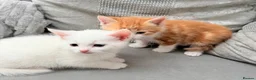 Mixed Breed cats for sale: Adorable kittens ready for their new homes - Advert 15