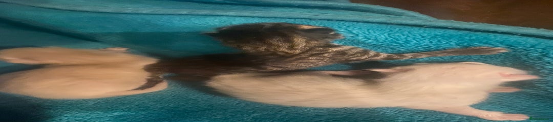 Mixed Breed Kitten 2