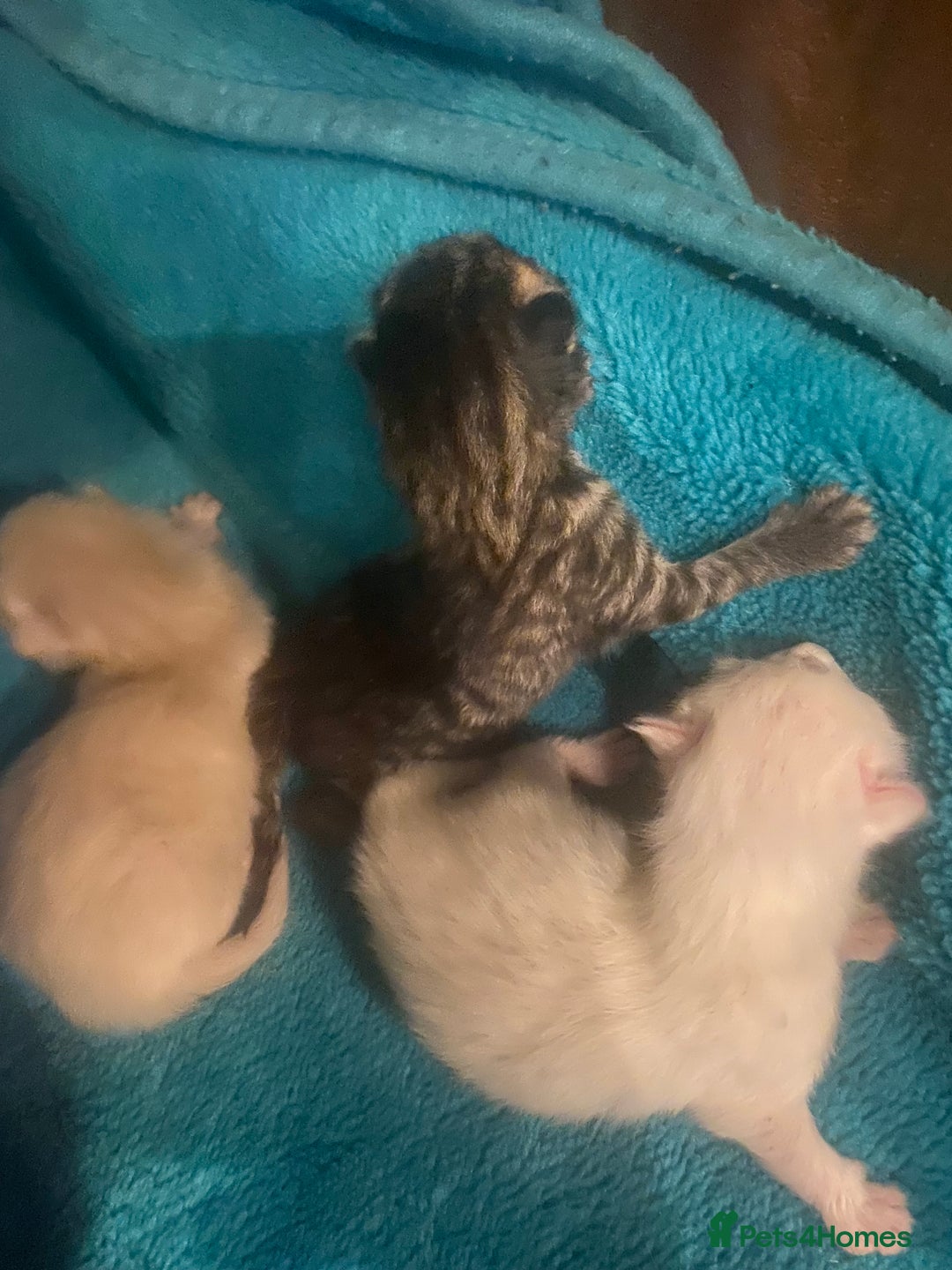 Mixed Breed cats for sale: Kittens  - Image 3