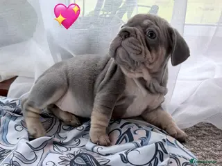 French Bulldog dogs FrenchBulldog Puppies Ready forTheirForeverHomes🐾 - Advert 14