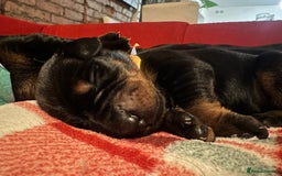 Dobermann dogs for sale: 🏆Supreme Dobermanns - Where Excellence Begins 🏆 - Image 17