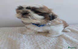 Shih Tzu dogs for sale: Beautiful Shih tzu puppies 🫶🏼 - Image 15