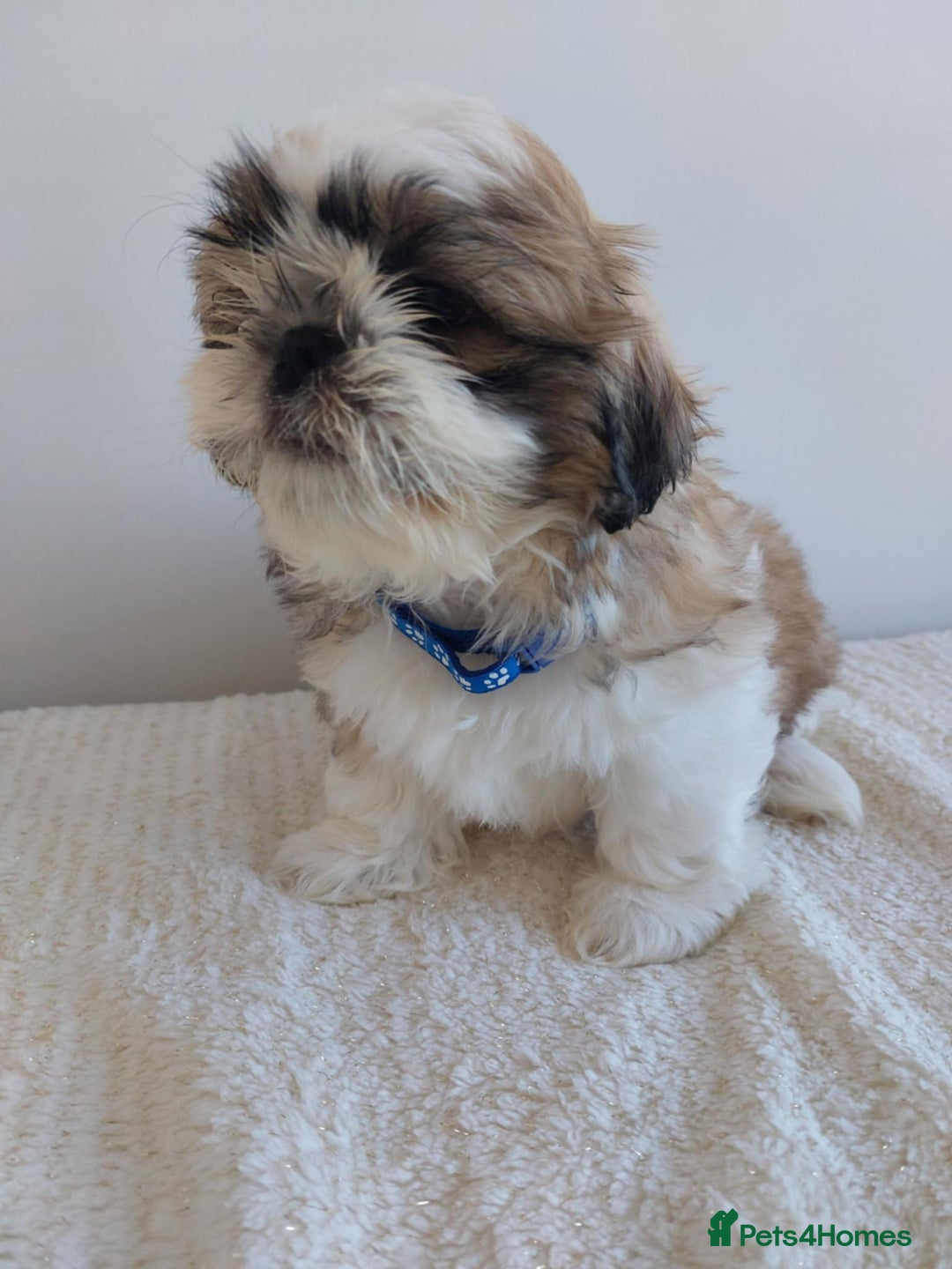 Shih Tzu dogs for sale: Beautiful Shih tzu puppies 🫶🏼 - Image 15