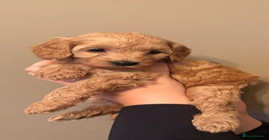 Cavapoo dogs - Advert 8