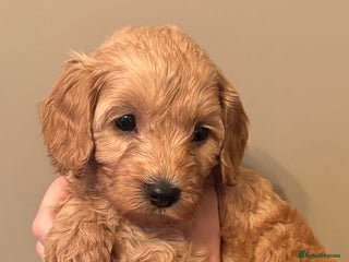 Cavapoo dogs - Advert 2