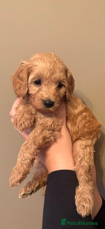 Cavapoo dogs - Advert 10