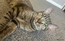 Mixed Breed cats for sale: Kittens looking for home  - Advert 1