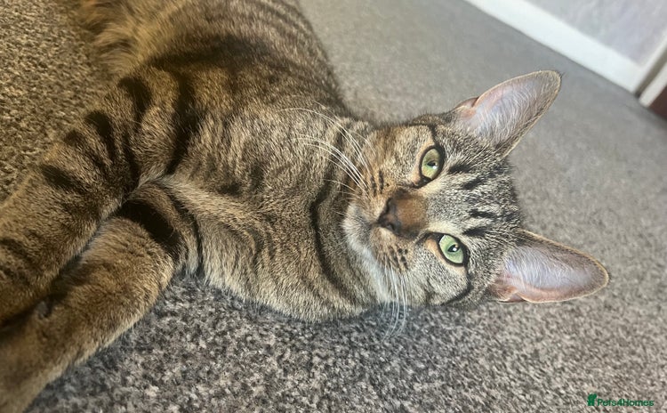 Mixed Breed cats Kittens looking for home  - Advert 2