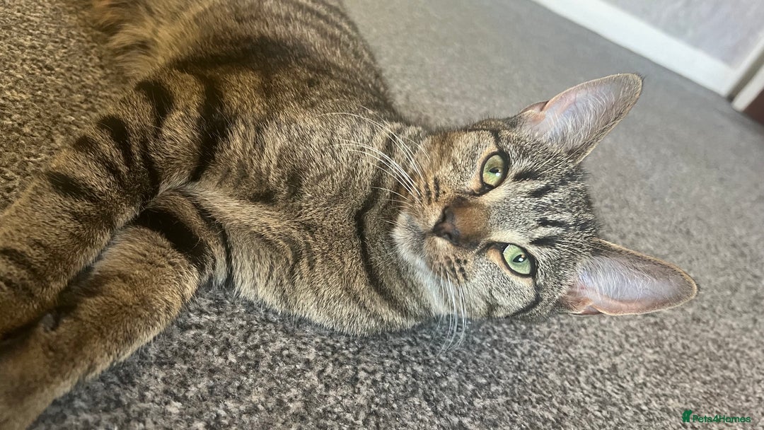 Mixed Breed cats for sale: Kittens looking for home  - Advert 1