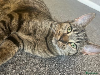 Mixed Breed cats Kittens looking for home - Advert 1