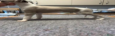 Whippet Puppy 6