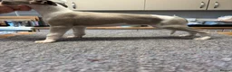 Whippet dogs for sale: Amazing whippet puppies  - Advert 5