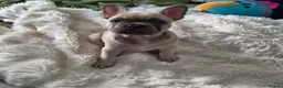 French Bulldog dogs for sale: Lilac fawn beautiful Frenchie boy. Singleton in Canvey Island - Advert 9