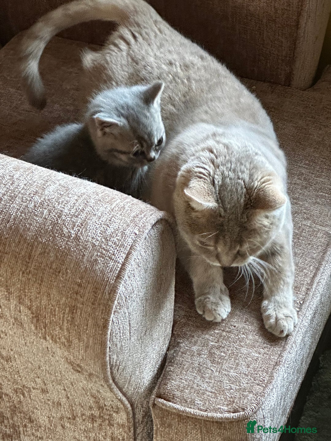 British Shorthair cats for sale: Female kitten - Advert 7