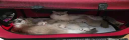 Ragdoll cats for sale: 2 ADULT GIRLS LOOKING FOR NEW HOMES - Advert 8