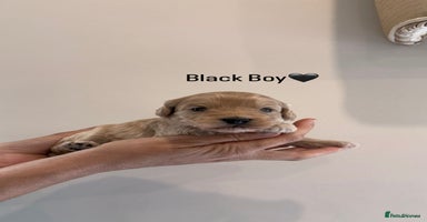 Cockapoo dogs - Advert 1