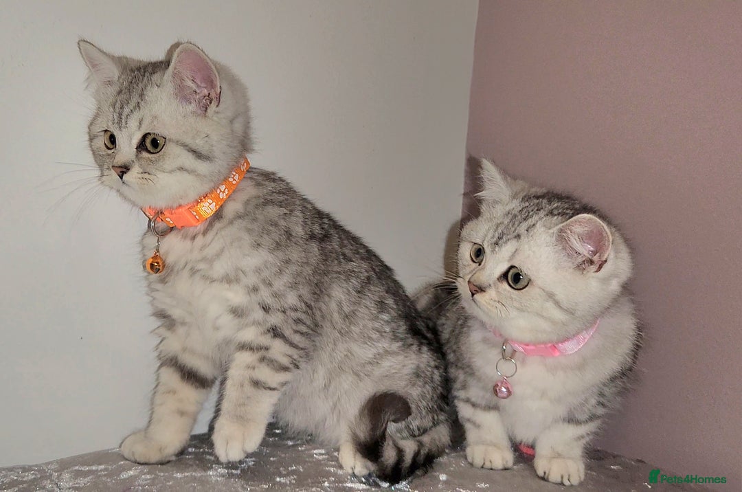 British Shorthair cats for sale: 🏆 Pedigree Silver British Shorthair Kittens 🏆 - Advert 2