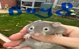 Hamster rodents for sale: Baby syrian hamsters males and females - Image 15
