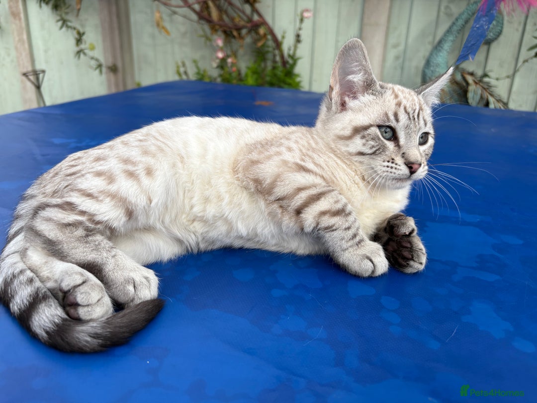 Keetso cats for sale: Superb rare polydactyl curled eared Keetso female  - Advert 6
