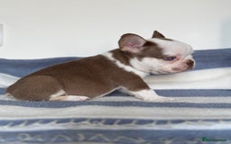 French Bulldog dogs for sale: Hikema X Cheeko (French bulldogs) - Image 19