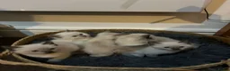 Ragdoll cats for sale: Beautiful Ragdoll kittens ready to leave - Advert 4